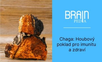 Chaga: Houbový poklad pro imunitu a zdraví