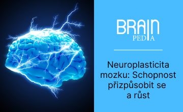 Neuroplasticita mozku: Schopnost přizpůsobit se a růst